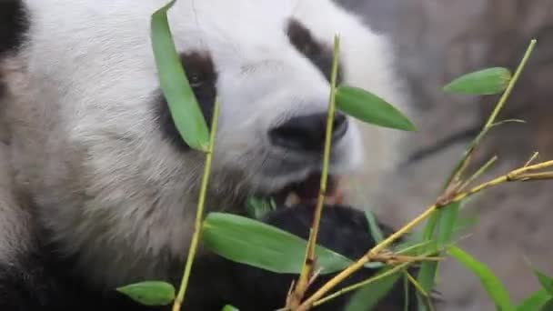 Ноя 2016 Гигантская Панда Медведь Ест Бамбук — стоковое видео