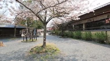 10 Nisan 2014 Sakura Baharda Arashiyama, Kyoto 'da uçuyor