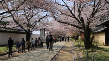 9 Nisan 2014, Daigo-ji Tapınağı, Kyoto Bölgesi, Japonya