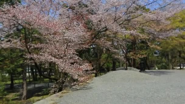 April 2014 Cherry Blossoms Daigo Temple Kyoto Prefecture Japan — Stock Video
