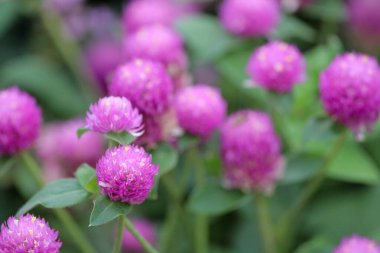 Parktaki küresel gomphrenanın pembe çiçekleri.