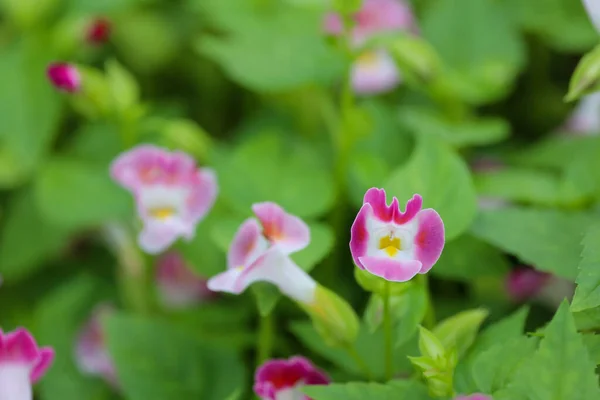 토레니아 니에리 Torenia Fournieri Bluewings Withbone Flower 린데니 아과의 식장이다 — 스톡 사진