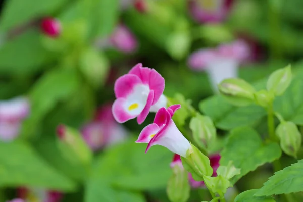 トレニア フォニエリ Torenia Fournieri リンデルニエリア科の年間植物です — ストック写真