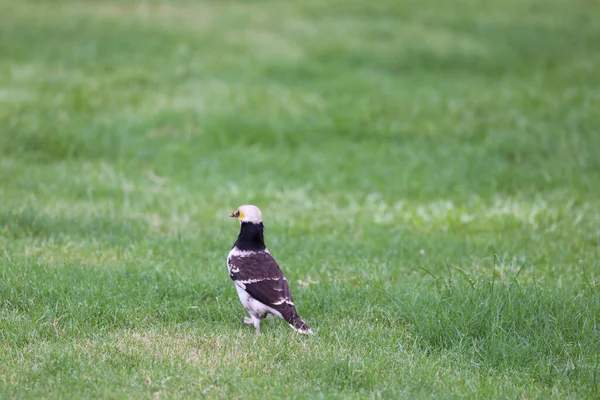 Close Black Collar Starling Perching Grassy Field — Stock Photo, Image