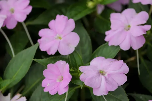 Közelkép Rózsaszín Virágok Virágzik Kertben — Stock Fotó
