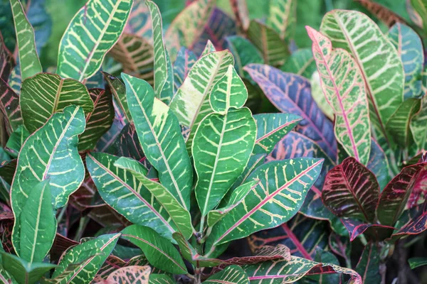 Растения Croton Codiaeum Vargatum Цветными Листьями Саду — стоковое фото