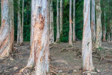 18 Haziran 2022 Yukarı Shing Mun Rezervuarı HK 'da bir rezervuar.