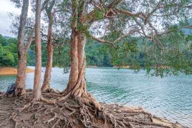 18 Haziran 2022 Yukarı Shing Mun Rezervuarı HK 'da bir rezervuar.