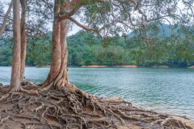 18 Haziran 2022 Yukarı Shing Mun Rezervuarı HK 'da bir rezervuar.