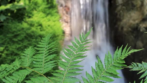 Scenic Footage Waterfall Fern Foreground — Stockvideo