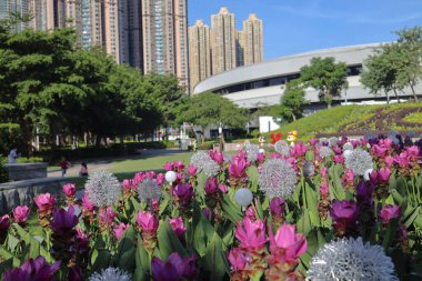 Krachiew flowers and another name is Curcuma sessilis in public park 