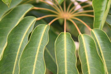 the close up of he Schefflera umbrella tree at nature