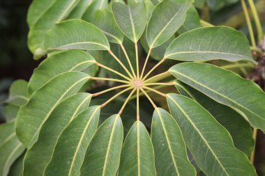 the close up of he Schefflera umbrella tree at nature