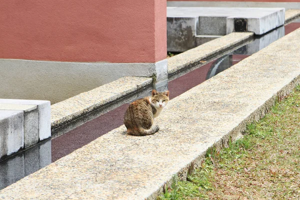 Little Stray Cat Sit Lingnan University — Stockfoto