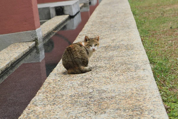 Little Stray Cat Sit Lingnan University — Stock Photo, Image