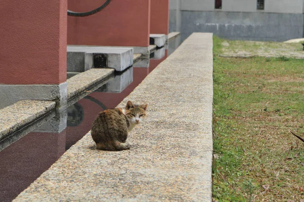 Little Stray Cat Sit Lingnan University — Stockfoto