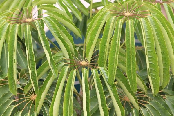 Close Schefflera Umbrella Tree Nature — Stockfoto