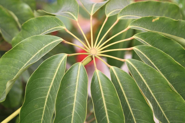 Close Schefflera Umbrella Tree Nature — Foto de Stock