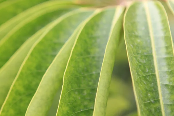 Close Schefflera Umbrella Tree Nature — Photo