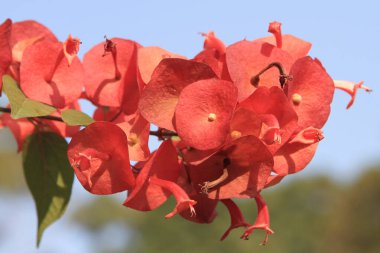 a Mussaenda philippica Plant, Blossom, Mueang Phrae District