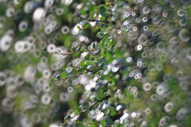 Sunlight filtering leaves, the nature image background