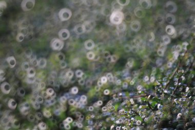 Sunlight filtering leaves, the nature image background