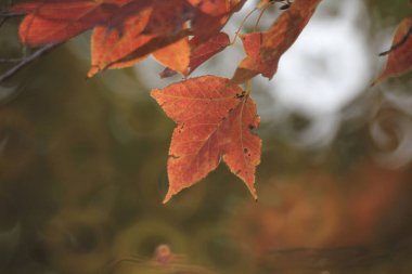 the leaf close up, the fall season