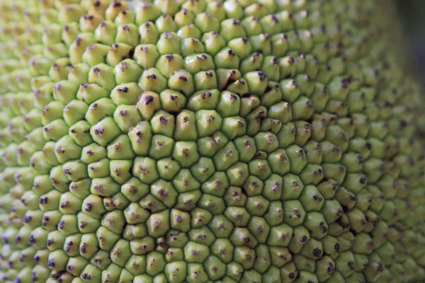 Jackfruit Fruits Hang Branch Leaves Sunny Day — Zdjęcie stockowe