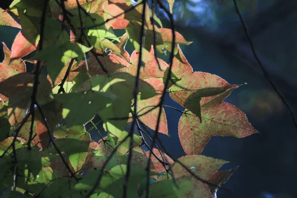Leaf Close Fall Season — Fotografia de Stock