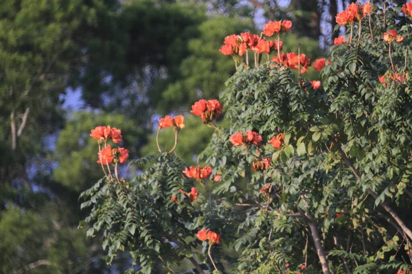 Mussaenda Philippica Plant Blossom Mueang Phrae District — Stockfoto