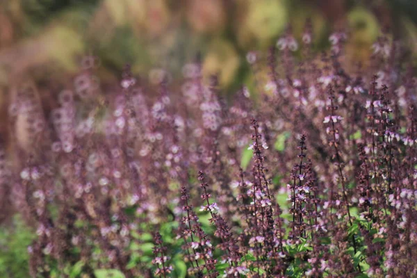 Field of flowering purple basil at summer sunny day.