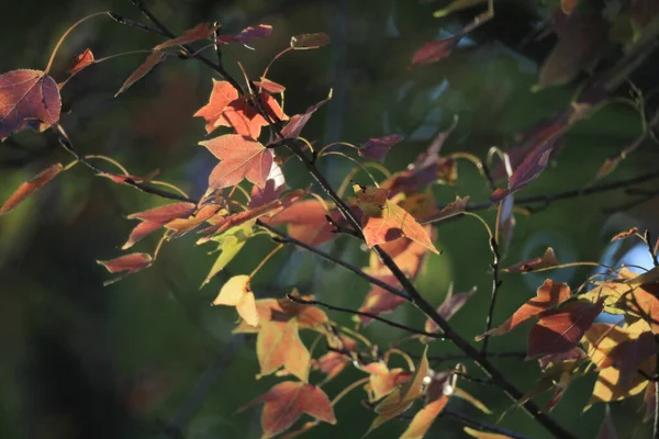 Leaf Close Fall Season — Photo