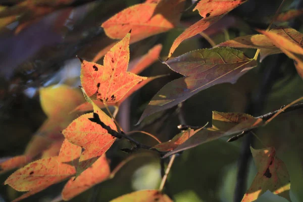 Leaf Close Fall Season — Stockfoto