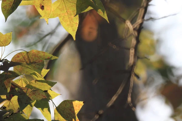 Leaf Close Fall Season — Stockfoto