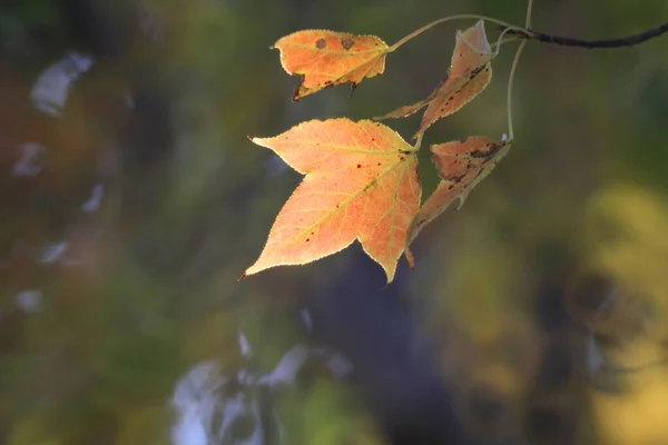 Leaf Close Fall Season — Stockfoto