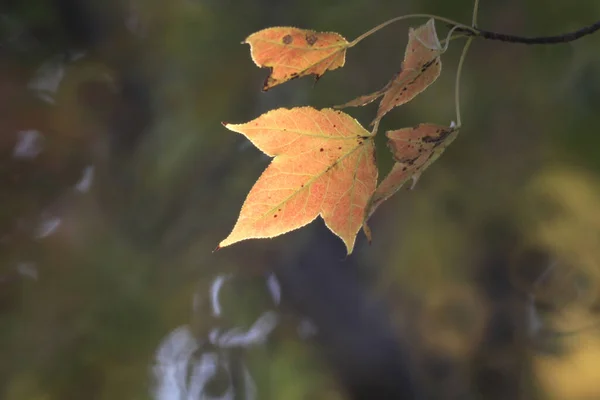 Leaf Close Fall Season — Stockfoto