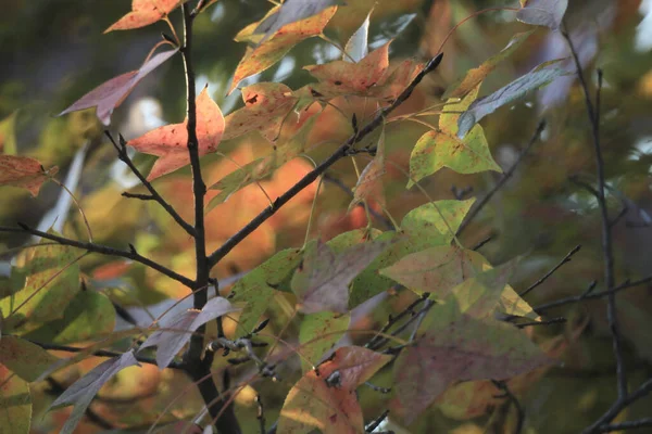Leaf Close Fall Season — Foto Stock