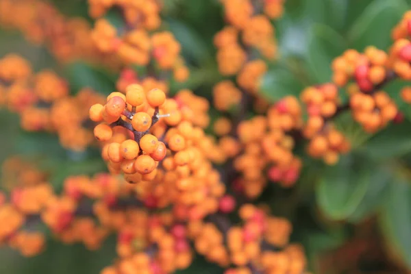 Dec 2011 Firethorn Pyracantha Ripe Fruits Autumn Nature Background — Stock Photo, Image