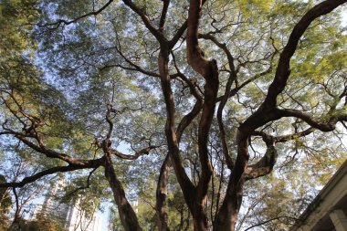 11 Dec 2011 the big tree, the nature background, hk