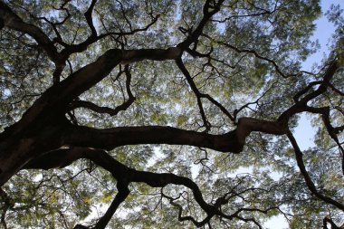 11 Dec 2011 the big tree, the nature background, hk