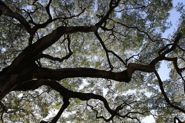 Dec 2011 Big Tree Nature Background — Fotografia de Stock