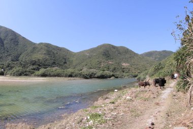 the river mouth of Sheung Luk Stream, hk