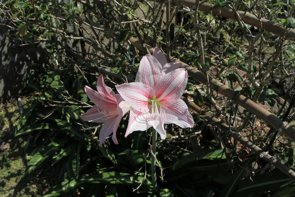 Lilies Macro Photography Outdoor Sunlight —  Fotos de Stock