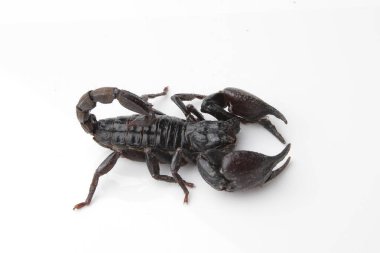 Large black scorpion, it is On White Background