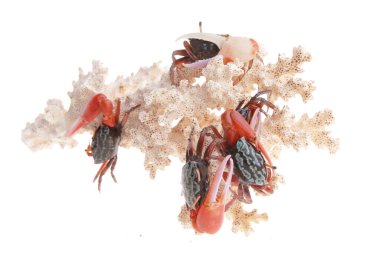 Black and Red Crab Walking on the white background