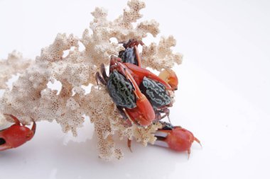 Black and Red Crab Walking on the white background