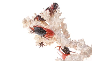 Black and Red Crab Walking on the white background