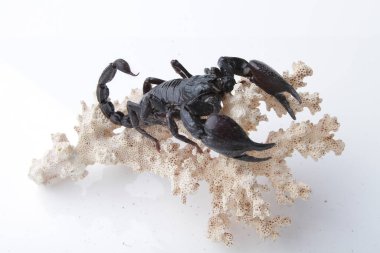 Large black scorpion, it is On White Background