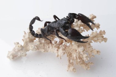 Large black scorpion, it is On White Background
