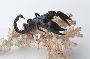 Large black scorpion, it is On White Background